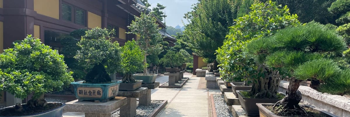Nuno Veloso - integrative coaching - mental health inner garden - bonsai penjing