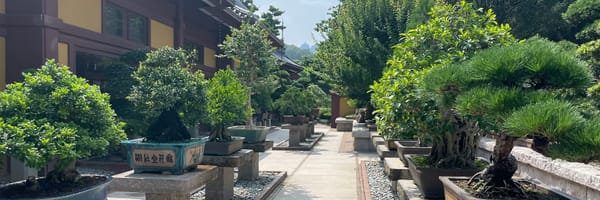 Nuno Veloso - integrative coaching - mental health inner garden - bonsai penjing
